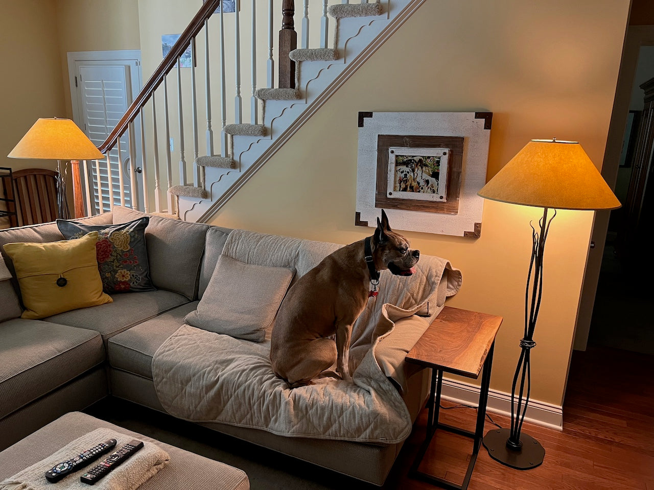 A dog sitting on a couch next to two Urban Forge Black River table lamps.