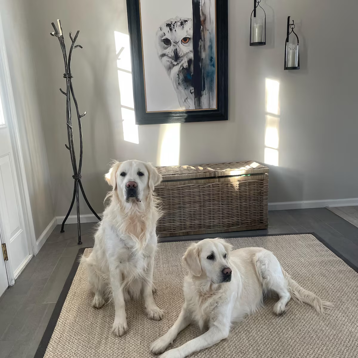 Two dogs sitting on a rug in a room with a coat rack, storage bench, and owl painting on the wall.